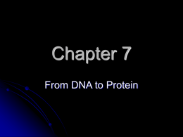 Chapter 7 From DNA to Protein