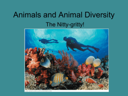 Animals and Animal Diversity The Nitty-gritty!