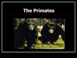 The Primates