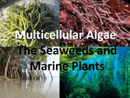Multicellular Algae : The Seaweeds and Marine Plants