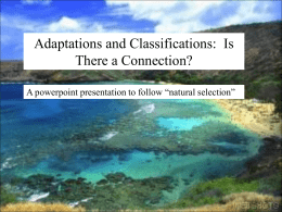 Adaptations and Classifications:  Is There a Connection?