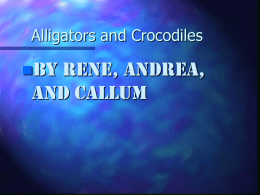 By Rene, Andrea, and Callum Alligators and Crocodiles 