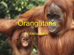 Orangutans By Kayla Zlotnik.