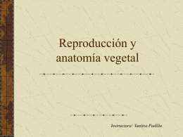 Reproducción y anatomía vegetal Instructora: Yanitza Padilla