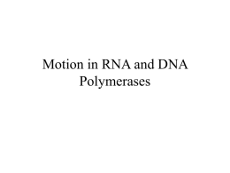 Motion in RNA and DNA Polymerases