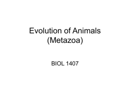 Evolution of Animals (Metazoa) BIOL 1407