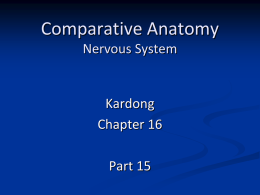 Comparative Anatomy Nervous System Kardong Chapter 16
