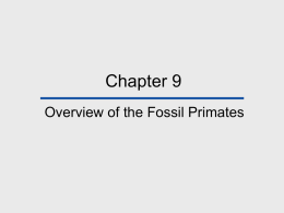 Chapter 9 Overview of the Fossil Primates