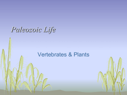 Paleozoic Life Vertebrates &amp; Plants