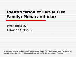 Identification of Larval Fish Family: Monacanthidae Presented by: Edwison Setya F.