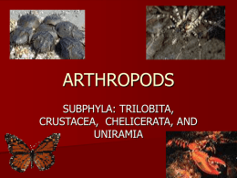 ARTHROPODS SUBPHYLA: TRILOBITA, CRUSTACEA,  CHELICERATA, AND UNIRAMIA