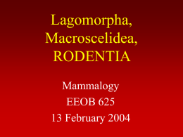 Lagomorpha, Macroscelidea, RODENTIA Mammalogy