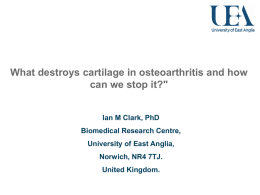 What destroys cartilage in osteoarthritis and how can we stop it?&#34;