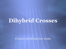 Dihybrid Crosses Crosses involving two traits