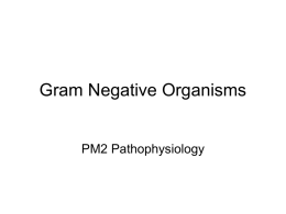 Gram Negative Organisms PM2 Pathophysiology