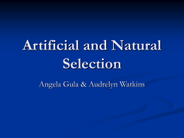 Artificial and Natural Selection Angela Gula &amp; Audrelyn Watkins