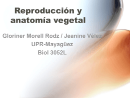 Reproducción y anatomía vegetal Gloriner Morell Rodz / Jeanine Vélez UPR-Mayagüez