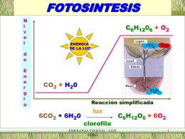 FOTOSINTESIS CO 6CO +