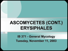 ASCOMYCETES (CONT.) ERYSIPHALES IB 371 - General Mycology Tuesday, November 11, 2003
