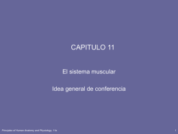 CAPITULO 11 El sistema muscular Idea general de conferencia