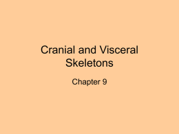Cranial and Visceral Skeletons Chapter 9