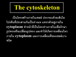 The cytoskeleton