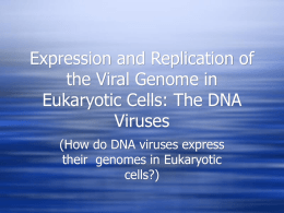 Expression and Replication of the Viral Genome in Eukaryotic Cells: The DNA Viruses