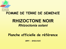 RHIZOCTONE NOIR POMME DE TERRE DE SEMENCE Planche officielle de référence Rhizoctonia solani