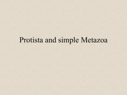 Protista and simple Metazoa