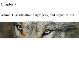 Chapter 7 Animal Classification, Phylogeny, and Organization Opener Chapter 7