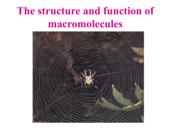 The structure and function of macromolecules