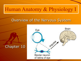 Human Anatomy &amp; Physiology I Overview of the Nervous System Chapter 10