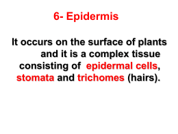 6- Epidermis It occurs on the surface of plants consisting of
