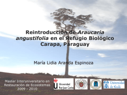 Araucaria Carapa, Paraguay angustifolia María Lidia Aranda Espinoza
