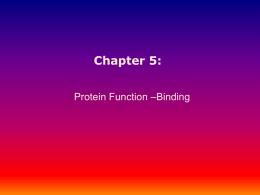 Chapter 5: –Binding Protein Function