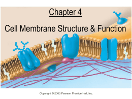 Chapter 4 Cell Membrane Structure &amp; Function