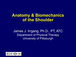 Anatomy &amp; Biomechanics of the Shoulder James J. Irrgang, Ph.D., PT, ATC