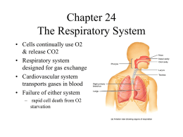 Chapter 24 The Respiratory System
