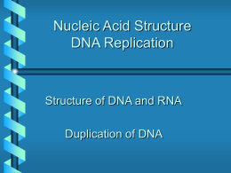 Nucleic Acid Structure DNA Replication Structure of DNA and RNA Duplication of DNA