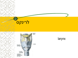 סקנירל larynx