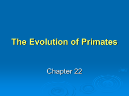 The Evolution of Primates Chapter 22