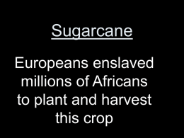 Sugarcane Europeans enslaved millions of Africans to plant and harvest