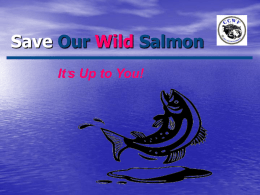 Save Our Salmon Wild