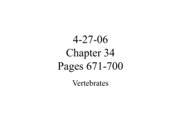 4-27-06 Chapter 34 Pages 671-700 Vertebrates