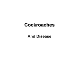 Cockroaches And Disease