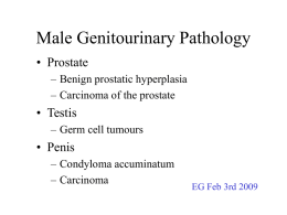 Male Genitourinary Pathology • Prostate • Testis • Penis