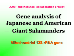 Gene analysis of Japanese and American Giant Salamanders Mitochondrial 12S rRNA gene