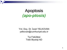 Apoptosis (apo-ptosis) Yrd. Doç. Dr. İzzet YELKOVAN