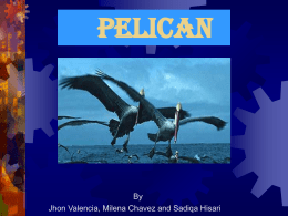 Pelican By Jhon Valencia, Milena Chavez and Sadiqa Hisari
