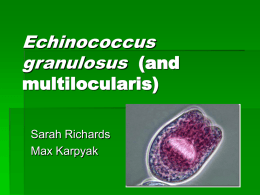 Echinococcus granulosus (and multilocularis)